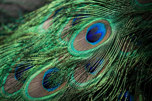 Vẻ đẹp của Chim Công khi xòe đuôi | Truong Huu Quoc - YouTube
