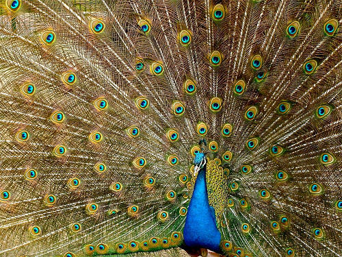 peacockdance