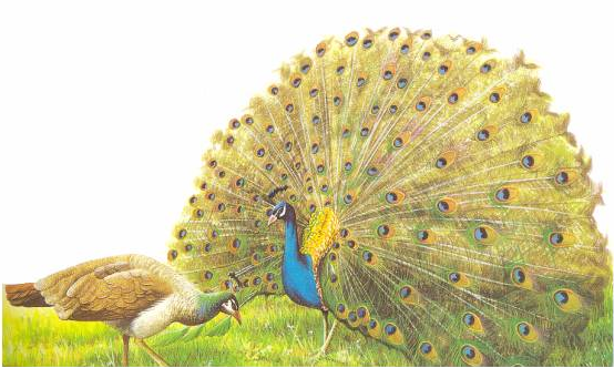 Mãn nhãn với màn tỉ thí đẹp mắt giữa chim công trắng và chim công xanh