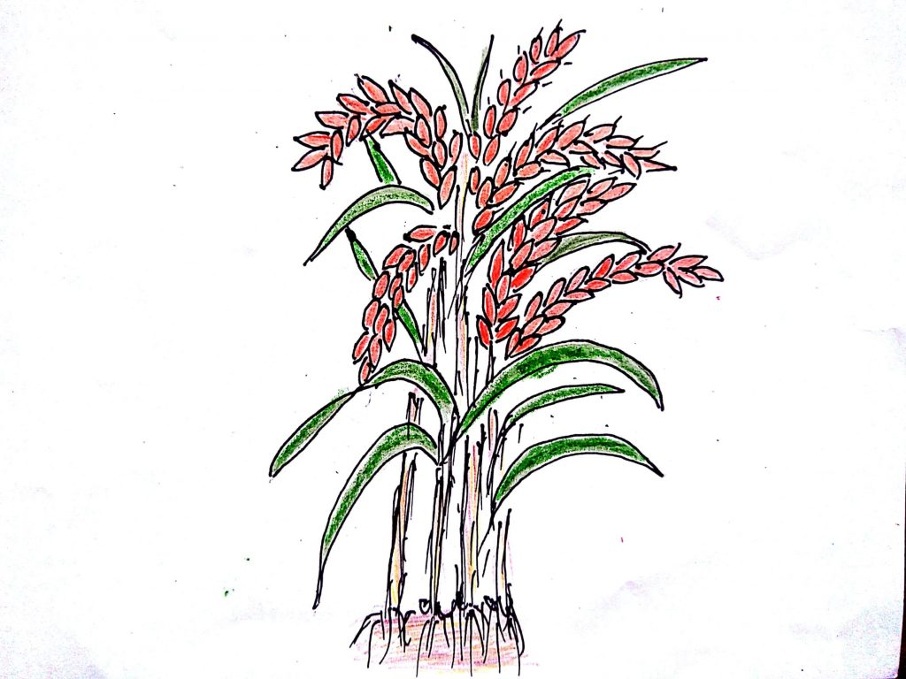 Sự hình thành và phát triển của cây lúa – Bé tư duy
