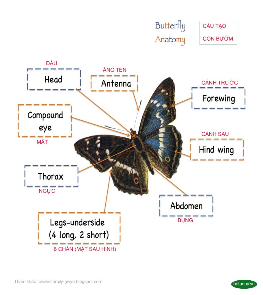 ButterflyAnatomy