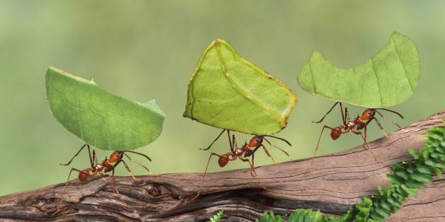 Leaf cutter ants (Atta cephalotes) carrying leaves, close-up