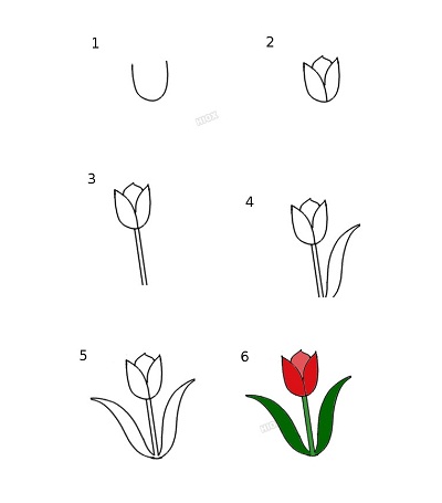 how-to-draw-a-tulip-52650-34094